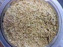 Oat