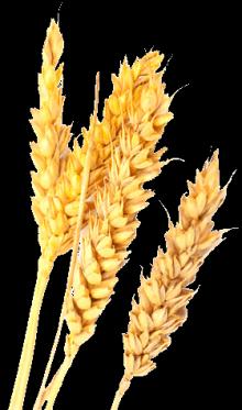 Flour