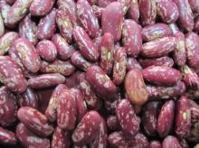 Red speckled kidney bean 2011