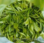 Green Tea Extract