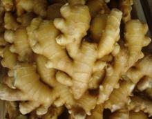 fresh mature ginger/organic fresh ginger