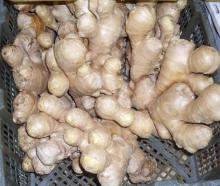  china   fresh   ginger  exporting
