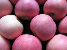 supply delicious fresh red fuji apple fruit