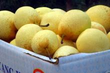  2012  crop  Ya   pear   fresh  fruit