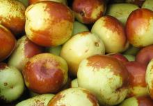 Jujube fruit fresh