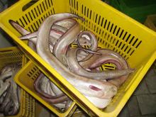 Conger Eel
