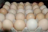 Grade A fresh eggs from Holland