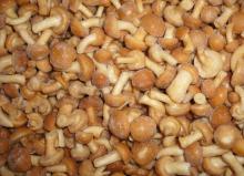 Mushroom Nameko