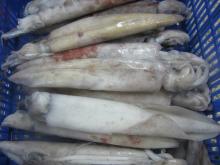 whole round squid