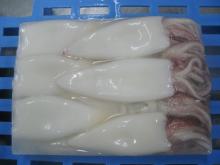 loligo pacificus