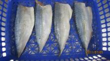 Pacific mackerel fillet