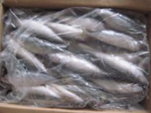  whole   round   mackerel 