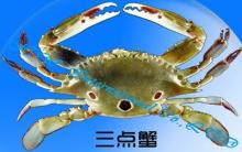Frozen  Three   Spotted   Crab 