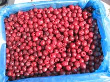 frozen fruits