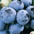 Duke blueberry fruits