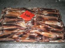 Squid illex (Argentina)