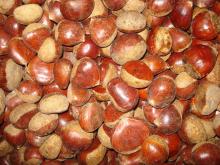  Gunny - bag  Packed 20120Corp Fresh Chestnut