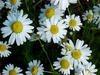 chamomile TBC