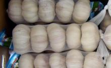 new crop fresh garlic