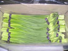 new crop fresh garlic bolt