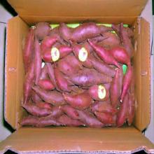 fresh sweet potato