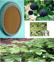 BEST SELLING-siberian Ginseng P.E