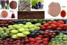 BEST SELLING-Grape seed extract