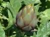 Artichoke Extract