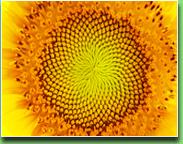 Chlorogenic acid from Sunflower seed meal