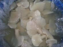 supply Pleurotus ostreatus mushroom