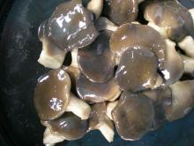 supply black pleurotus ostreatus mushroom in brine