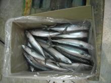 Mackerel ( Scomber   Scombrus )