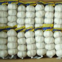 fresh garlic