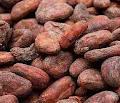 COCOA BEANS FOR SALE
