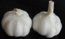 PURE WHITE GARLIC