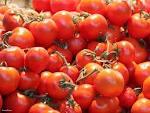 fresh tomatoes and carrots