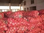 RED ONION
