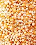 YELLOW CORN FOR SALE