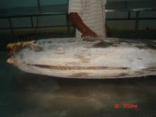 black marlin