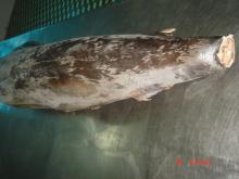 MARLIN frozen