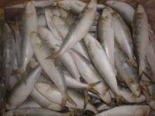 Sardine for Bait