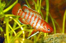  arowana   fish 