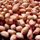 Peanuts Kernels