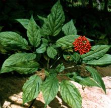  Ginseng   Leaf  Extract