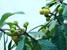 Ursolic acid