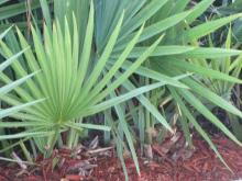Saw Palmetto Extract