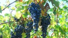 Italy manufacturer of Red Wine