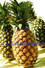 Sell Pineapples--Direct Origin