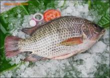 frozen tilapia whole round