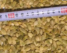 Pumpkin seeds kernels